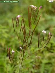 Attēlu rezultāti vaicājumam “Epilobium parviflorum”