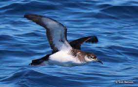 Image result for Puffinus puffinus