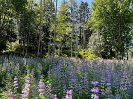 Attēlu rezultāti vaicājumam “Lupinus polyphyllus leaf”