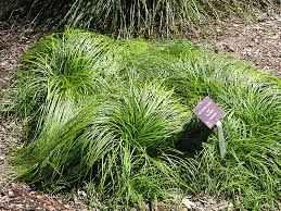 Attēlu rezultāti vaicājumam “Carex caryophyllea leaf”