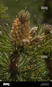 Attēlu rezultāti vaicājumam “Pinus pumila male flower”