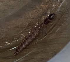 Attēlu rezultāti vaicājumam “Raphidioptera larva”