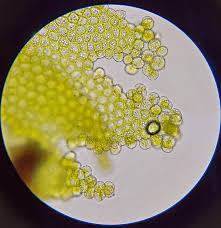 Attēlu rezultāti vaicājumam “Lophocolea minor”