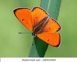 Attēlu rezultāti vaicājumam “Lycaena dispar underside”