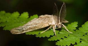 Attēlu rezultāti vaicājumam “Lymantria dispar”