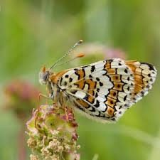 Attēlu rezultāti vaicājumam “Melitaea cinxia”