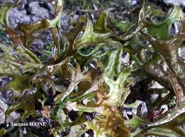 Attēlu rezultāti vaicājumam “Cetraria ericetorum”