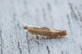 Attēlu rezultāti vaicājumam “Argyresthia albistria”