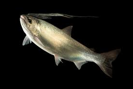 Image result for Oncorhynchus