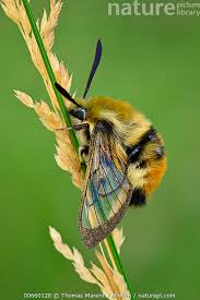 Attēlu rezultāti vaicājumam “Hemaris tityus”