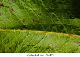Attēlu rezultāti vaicājumam “Rumex crispus leaf”