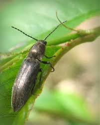 Attēlu rezultāti vaicājumam “Cidnopus aeruginosus”