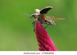 Attēlu rezultāti vaicājumam “Sitona sp.”