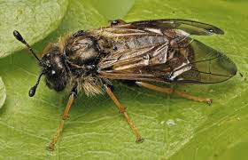 Attēlu rezultāti vaicājumam “Cimbex femoratus imago”