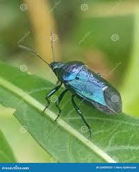 Attēlu rezultāti vaicājumam “Zicrona caerulea nymph”
