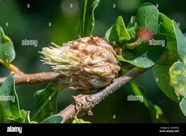 Attēlu rezultāti vaicājumam “Andricus quercuscorticis”