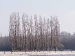 Attēlu rezultāti vaicājumam “Populus nigra Italica”