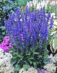 Image result for Salvia pratensis `Rose Rhapsody