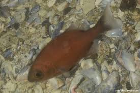 Image result for Pachymetopon grande