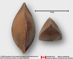 Attēlu rezultāti vaicājumam “Rumex maritimus fruit”