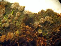 Attēlu rezultāti vaicājumam “Lachnum corticale”