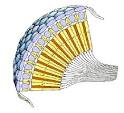 Photoreceptors