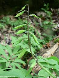 Attēlu rezultāti vaicājumam “Corydalis cava fruit”