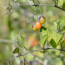 Attēlu rezultāti vaicājumam “Solanum dulcamara fruit”