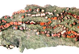 Attēlu rezultāti vaicājumam “Nectria sp., Neonectria sp.”