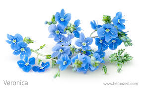 Image result for Veronica officinalis