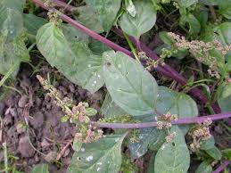 Attēlu rezultāti vaicājumam “Chenopodium polyspermum var. acutifolium flower”