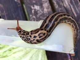 Attēlu rezultāti vaicājumam “Limax maximus”