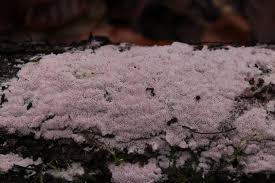 Attēlu rezultāti vaicājumam “Ceriporia purpurea”