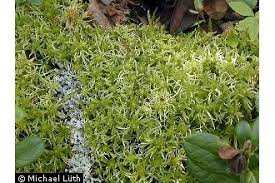 Attēlu rezultāti vaicājumam “Sphagnum fimbriatum”