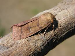 Attēlu rezultāti vaicājumam “Mythimna turca”