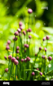 Attēlu rezultāti vaicājumam “Allium schoenoprasum bud”