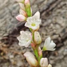 Attēlu rezultāti vaicājumam “Persicaria maculosa flower”