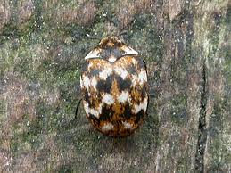 Attēlu rezultāti vaicājumam “Anthrenus verbasci”