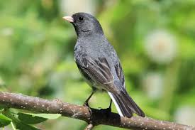 Image result for Junco hyemalis