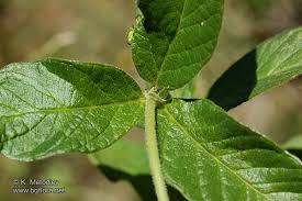 Attēlu rezultāti vaicājumam “Lysimachia vulgaris leaf”