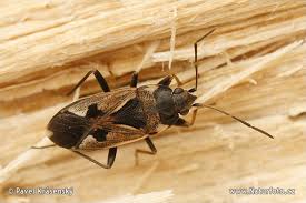 Image result for Rhyparochromus