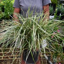 Attēlu rezultāti vaicājumam “Calamagrostis purpurea fruit”