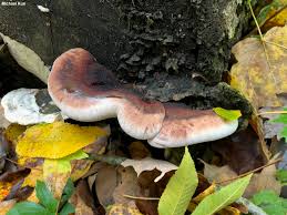 Attēlu rezultāti vaicājumam “Ischnoderma benzoinum”