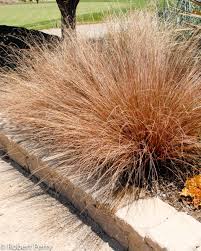 Attēlu rezultāti vaicājumam “Carex loliacea leaf”