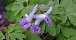 Attēlu rezultāti vaicājumam “Corydalis intermedia flower”