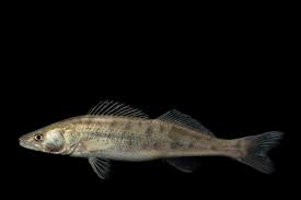 Image result for Sander lucioperca