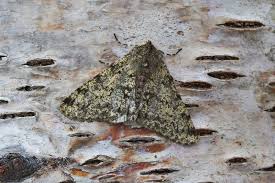 Attēlu rezultāti vaicājumam “Phigalia pilosaria”