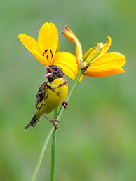 Image result for Emberiza aureola