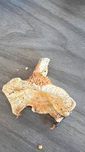 Attēlu rezultāti vaicājumam “Lactarius lygniotus”