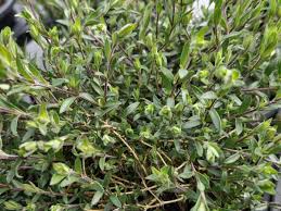 Attēlu rezultāti vaicājumam “Arenaria procera”